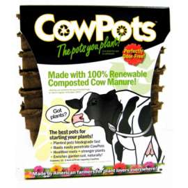 12PK 3" SQ Cow Pot